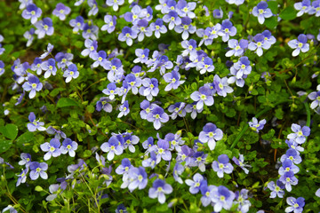 Obraz na płótnie Canvas blue flowers