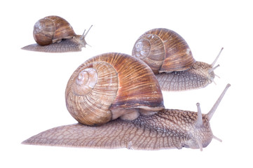 Snail race
