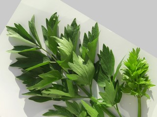 levisticum officinale