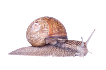Garden snail isolated on white