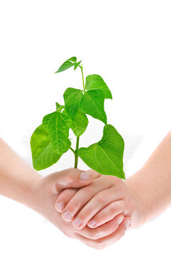 Child's hands holding small plant, isolated on white
