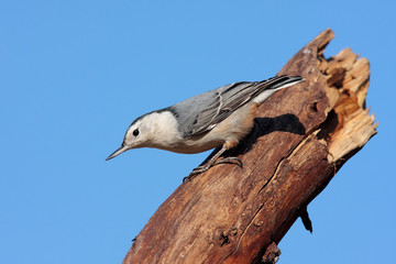 White-breasted Nuthatch (sitta carolinensis) 