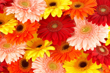 different colored daisies