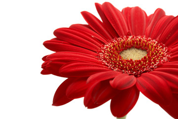 detail of red gerbera