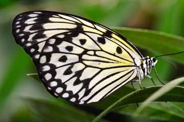 Fototapeta na wymiar Papier ryżowy motyl