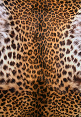 Skin of the leopard - 7433277