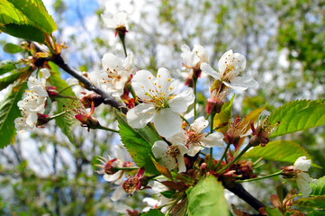 Blütenzweig Kirschblüten