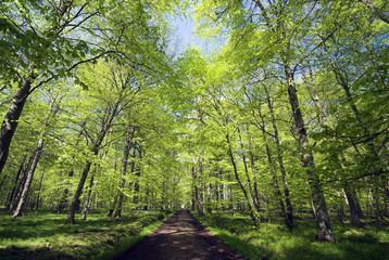 Fototapeta na wymiar Wiosna w duńskiej lasu