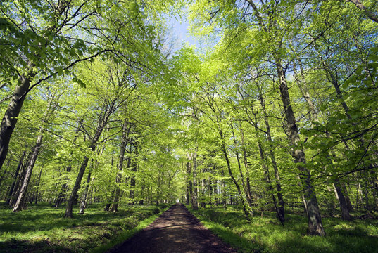 Springtime in a Danish forest 