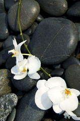  white orchid flower with stone