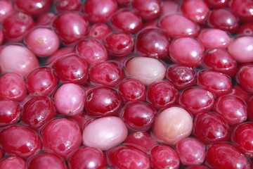 Cranberry - Cerise