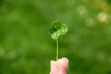 Four-leaf lucky clover