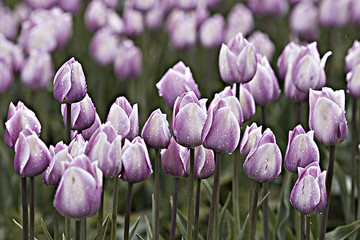 Purple Flowers