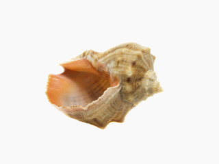 cockle-shell