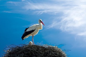 beautiful stork stand on the nest