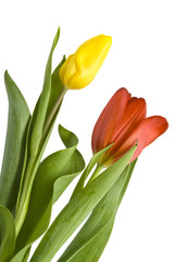 Naklejka premium Beautiful tulips