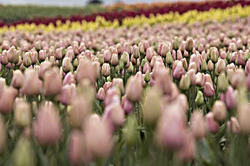 Photo sur Plexiglas Tulipe Tulips