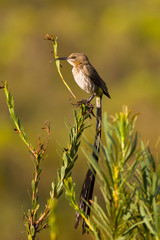 Sugarbird sitting on a branch 