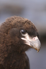Caracara Chick