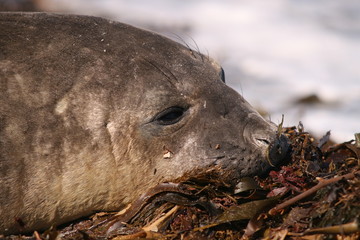 Seal Pup