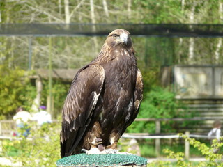 Aigle