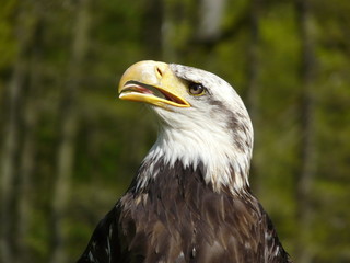 aigle pecheur