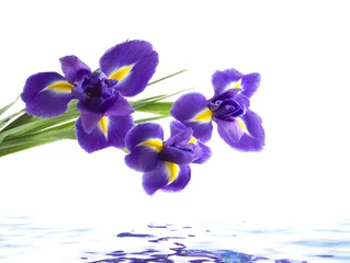 Cercles muraux Iris  iris, isolated on white background