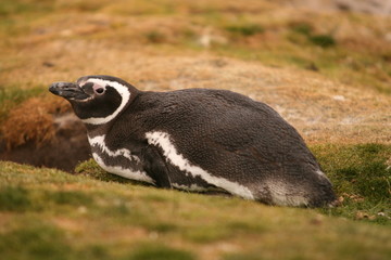 Magellanic Penguin