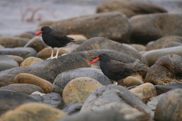 Oyster Catchers