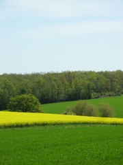 Obraz premium campagne