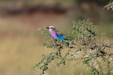 Lilac brested roller on whistling torn accacia