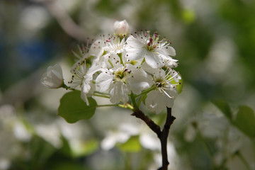 Beautiful Blossom Flowers