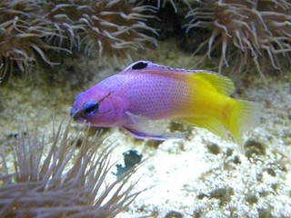 Purple Yellow Fish