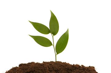 Green seedling illustrating the concept of new life