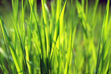 grass background
