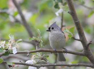 Obraz premium Tufted Titmouse (baeolophus bicolor) in an apple tree