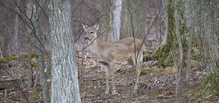 doe in the forest