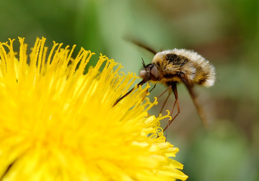 Beefly