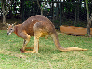 Naklejka na ściany i meble Kangaroo na trawie