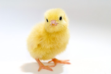 A Chicks Pose