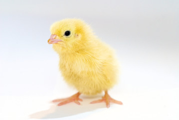 Baby Chicken