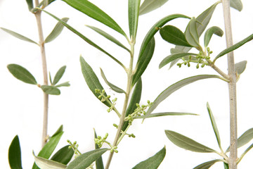 Olive twigs on white background