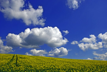 feld himmel frühling