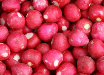 Radish