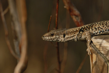 Lézard