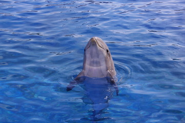 dauphin6