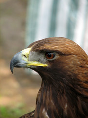 Golden Eagle