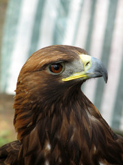 Golden Eagle