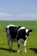 Fototapeta premium Kuh