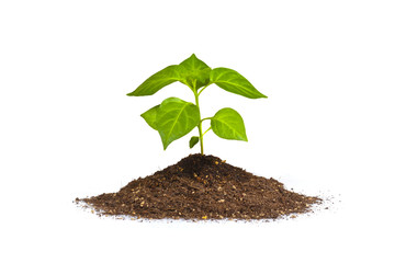 isolated green plant